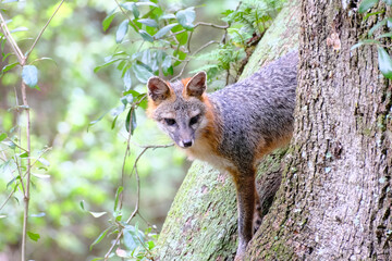 squirrel on the tree