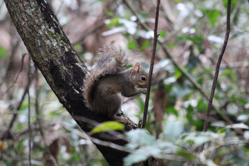 squirrel in the forest