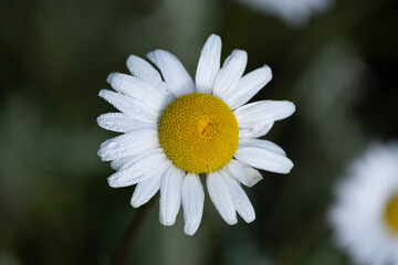 Fototapeta premium daisy flower