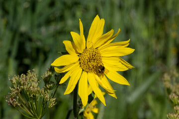 yellow flower