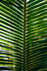 palm tree leaves on  - 536661164