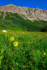landscape with flowers