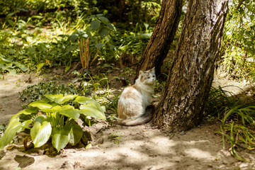 White cat