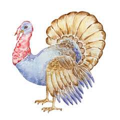 watercolor poultry turkey thanksgiving - obrazy, fototapety, plakaty