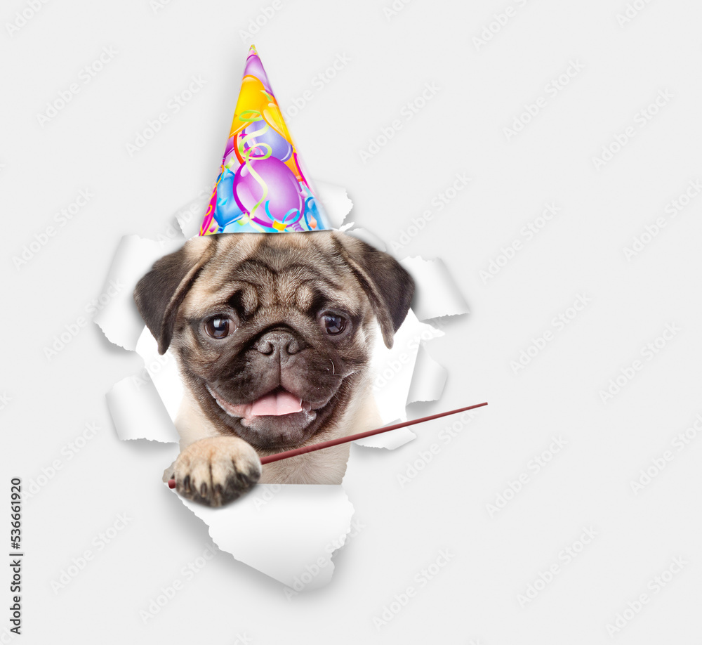 Poster pug puppy wearing party cap looking through the hole in white paper and pointing away on empty space