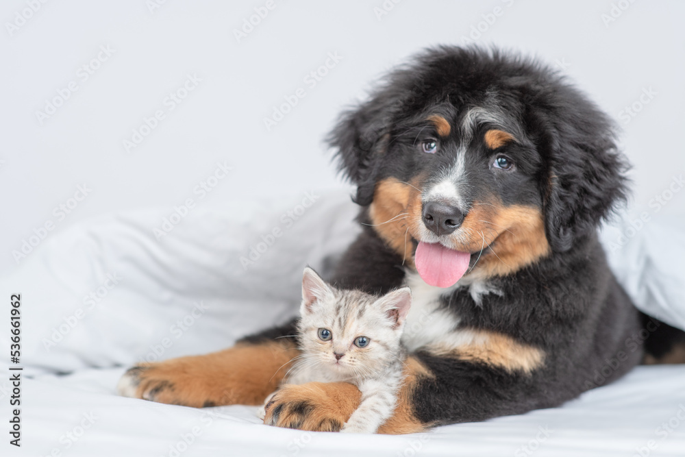 Poster young bernese mountain dog puppy hugs tiny kitten under warm blanket on a bed at home. empty space f
