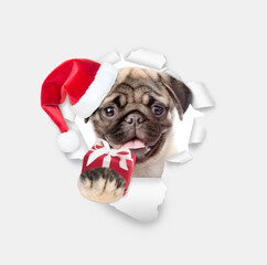 Happy Pug puppy wearing red santa hat looking through a hole in white paper and holding gift box