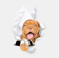 Happy mastiff puppy wearing chef's hat holding empty bowl and looks through the hole in white paper