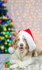 Happy Border collie wearing red santa hat lies with gift box on festive background