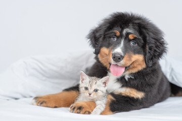 Young bernese mountain dog puppy hugs tiny kitten under warm blanket on a bed at home. Empty space for text