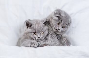 Two cute kittens lying together on a bed under warm white blanket at home.  Top down view