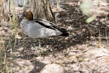this is a side view of an Australian maned wood duck