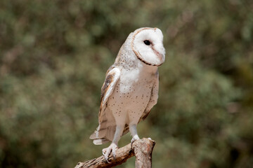 the barn owl is perched on a branch