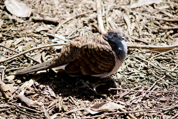 the bar shouldered dove has a hind neck, mantle bronze, scalloped black the throat and upper breast blue grey