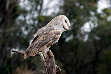 this is a side view of a barn owl