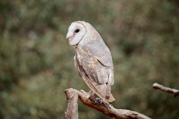the barn owl has a heart shaped white face and chest and brown wings