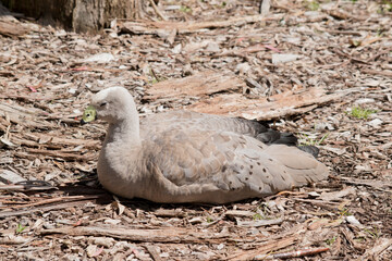 the cape barren goose is resting on the ground