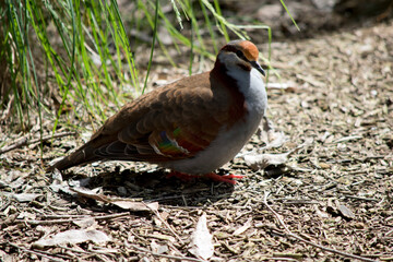 the common bronzewing dove is looking for food on the ground.