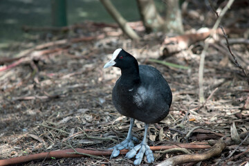 the Eurasian coot is looking for food