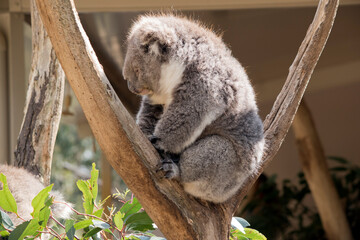Naklejka na ściany i meble the koala is a grey marsupial with white fluffy ears and a large nose that climbs trees