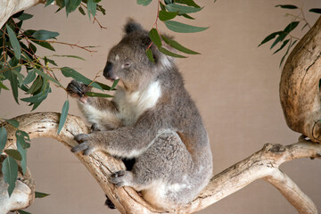 koalas  are grey-brown in color with a white chest, they have white fluffy ears and a big black nose