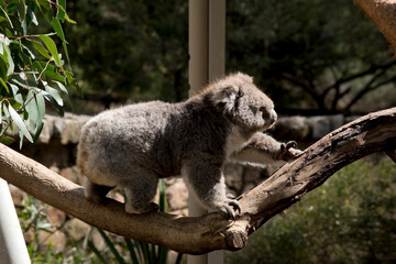 koalas are grey-brown in color with a white chest, they have white fluffy ears and a big black nose