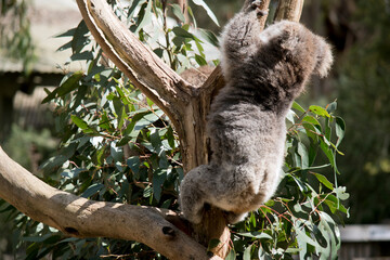 the koala is a grey marsupial with white fluffy ears and a large nose that climbs trees