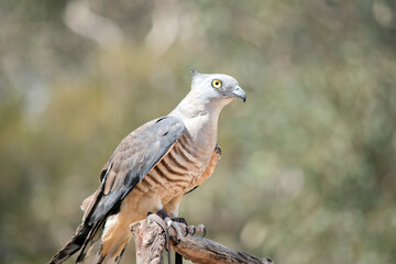 he Pacific baza, also known as the crested hawk, crested baza, and Pacific cuckoo-falcon, is a slender, medium-sized species of hawk