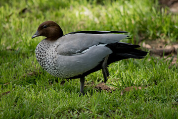 this is a male Australian maned duck