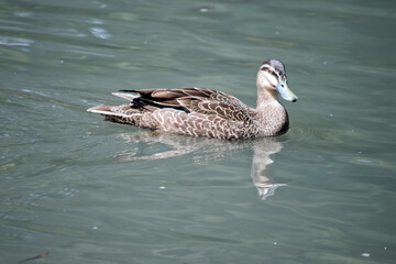 the pacific black duck is swimming in the lake