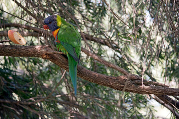 the rainbow lorikeet is a colorful bird