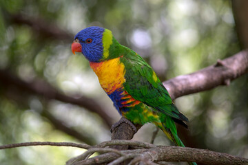 the rainbow lorikeet is a colorful bird it has a blue head, an orange and yellow breast green wings