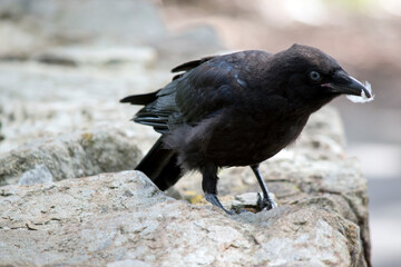 the Australian raven is walking on a rock wall