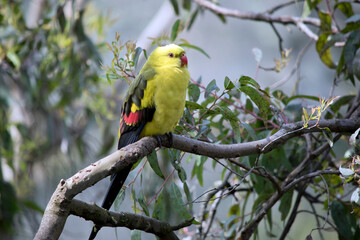 the regent parrot isa male light green regent parrot