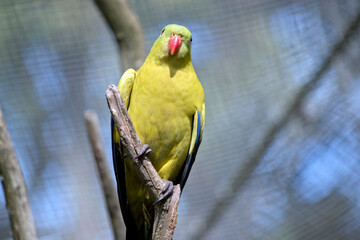 the regent parrot is a male with light green feathers regent parrot has a bright orange bill