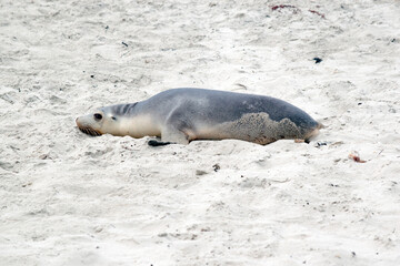 the sea pup is waiting for its mother to return from fishing