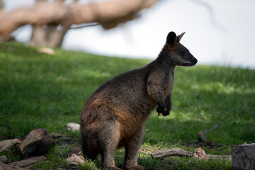 Naklejka na ściany i meble the swamp wallaby has a grey body with a cream chest and tip to its tail and black paws