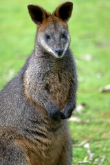 Naklejka na ściany i meble the swamp wallaby has a grey body with a cream chest and tip to its tail and black paws