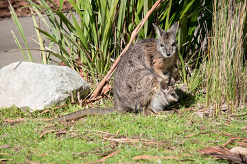 the tammar wallaby is grey with tan paws, legs and forehead. The females have a pouch to hold their joeys