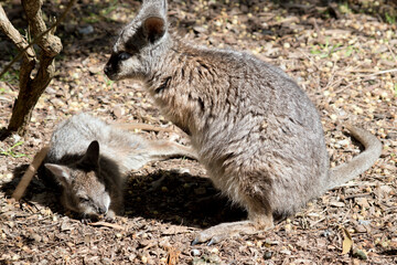 the joey wallaby is exploring his surroundings while his mother watches