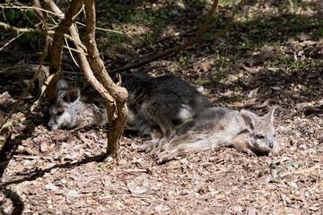 the tammar wallabies are grey with tan legs and a white stripe on its face