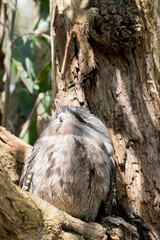 the tawny frogmoutr plumage is mottled grey, white, black and rufous – the feather patterns help them mimic dead tree branches
