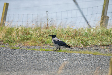 A hooded crow on the outer hebrides in Scotland
