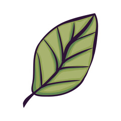 green leaf plant foliage