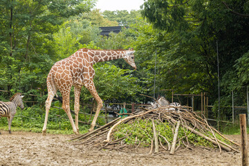 動物園のアミメキリン