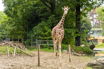 動物園のアミメキリン
