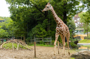 動物園のアミメキリン