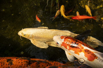 colorful carp in the water