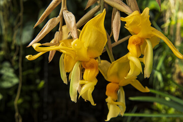 Fototapeta premium yellow orchid flowers on the branch