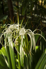 white tropical inflorescences in the garden